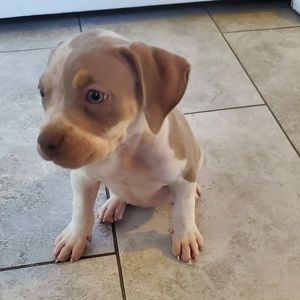 Meet your Posher, Jazzy